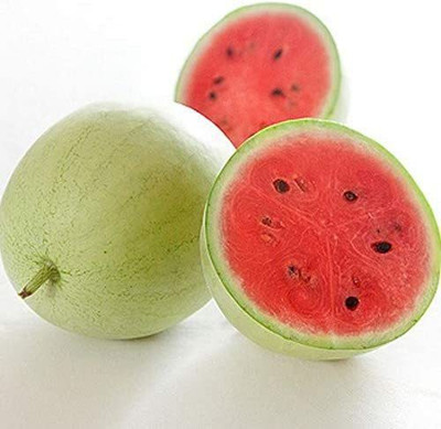 CYBEXIS KGF -37 - F1 Hybrid Watermelon - (150 Seeds) Seed(150 per packet)