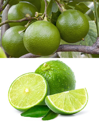 Aywal Mausambi Sweet Lemon Fruit - Citrus Limetta Seed(34 per packet)
