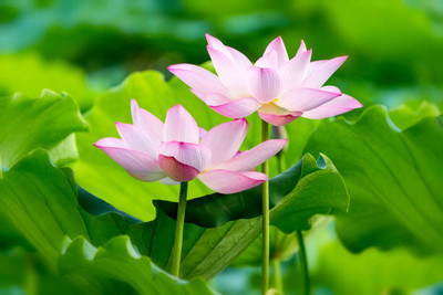 Sunway lotus,kamal gatta Seed(11 per packet)