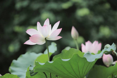 MAA lotus,kamal seeds Seed(5 per packet)