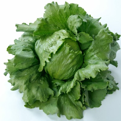 Quentova English Vegetable Green Lettuce-NTL-9K Seed(200 per packet)