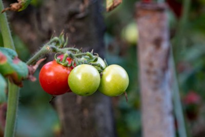 Sona mushroom farm tomato Seed(25 per packet)