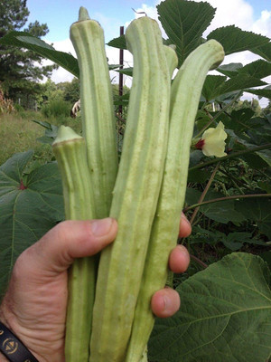 CYBEXIS Giant Okra Vegetable Seed800 Seeds Seed(800 per packet)