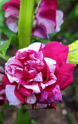 DEYS AGRO ™ mix colour dopati flower seeds,hybrid quality Seed(130 per packet)