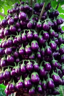 HYBRID 10g brinjal highest yield variety early fruiting very testy fruits seeds Seed(1 per packet)