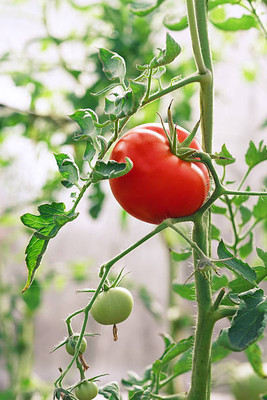 VKT tomato Seed(65 per packet)