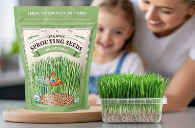 Biosnyg High Yield Wheatgrass Growing Kit Seeds for Sprouting & Juicing-(5000 Seeds) Seed(5000 per packet)