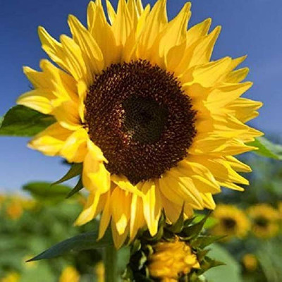 BDSresolve Sunflower hybrid seeds/Sunflower seed 72 Seed(72 per packet)