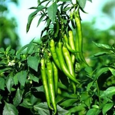 DHENU PRASAD Hybrid chilli (mirch) Seed(890 per packet)