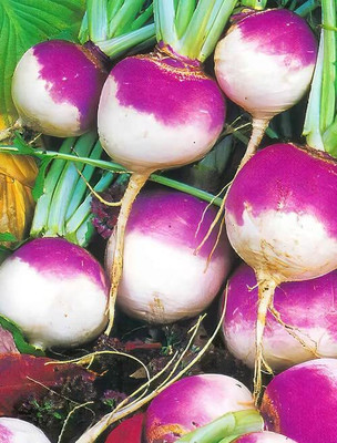 Aywal Purple King Turnip Seed(2000 per packet)