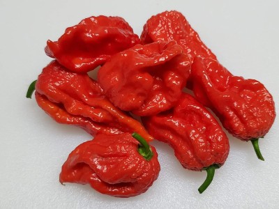 Qualtivate GBPT-9A Naga Morich Hot Pepper Chilli Seed(300 per packet)