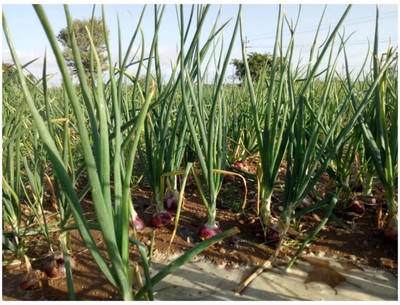Qualtivate RES-9A Nasik Red N53 Onion Seeds Seed(500 per packet)