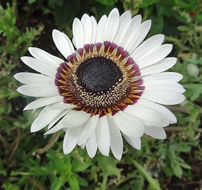 Mozette Venedium white Seed(22 per packet)