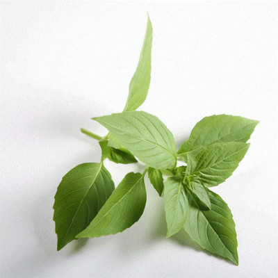 KNESSiN Lime Basil- Non-GMO - A Zesty herb[400 Seeds] Seed(400 per packet)
