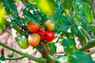 VKT tomato Seed(100 per packet)