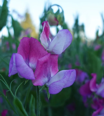 LASMA Sweet Pea Fire & Ice Seed(50 per packet)