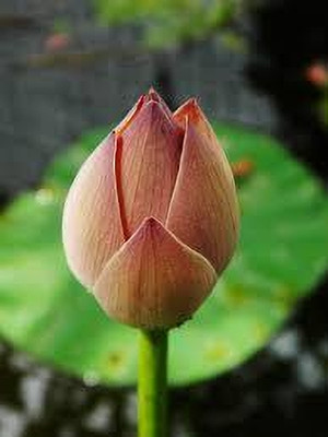 ibains Pink and white lotus seeds Seed(49 per packet)