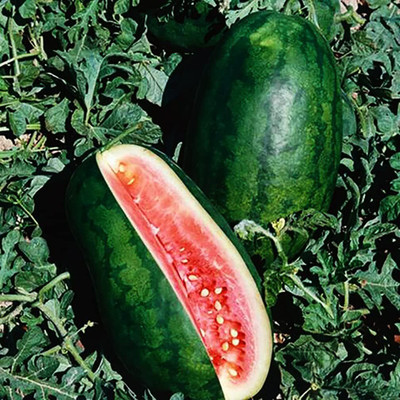 Biosnyg Non GMO Extra Sweet Congo Watermelon Seeds For Gardening-(100 Seeds) Seed(100 per packet)