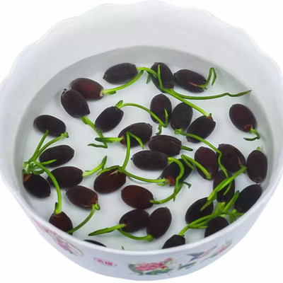 Crapulous Lotus Seed(25 per packet)