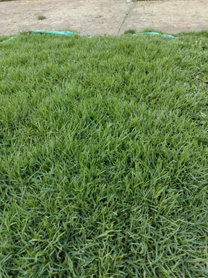 Greenfall Korean Grass Seeds for Vibrant Lawns - Pack Of 5500 + Seeds Seed(5500 per packet)