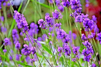 CYBEXIS PUAS-26 - Vera Lavender Herb - (2250 Seeds) Seed(2250 per packet)