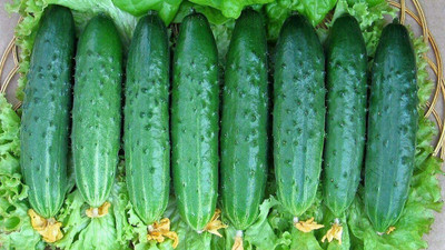 VibeX ® LXI-374 Vegetable Cucumber April F1 Self-Pollinated Seed(200 per packet)