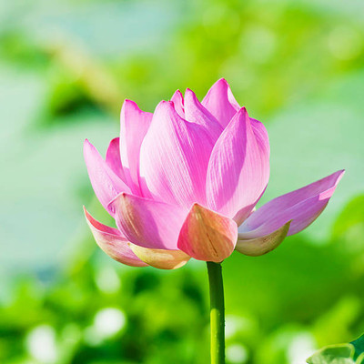 Jevik lotus,kamal gatta Seed(10 per packet)