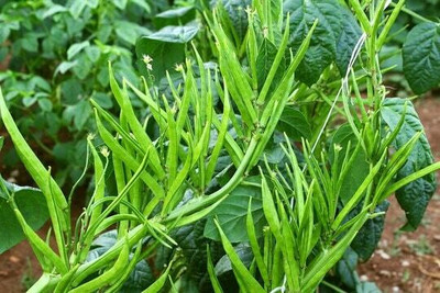 XOLDAA CLUSTER BEANS SEEDS Seed(45 per packet)
