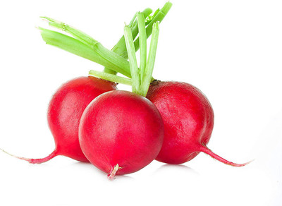 WILLVINE ATS-461 Crimson Giant Radish Seeds Seed(500 per packet)