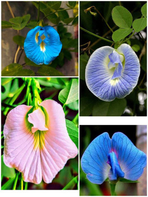 Dasstore Aparajita flower seed mixer colour (7+par package) Seed(7 per packet)