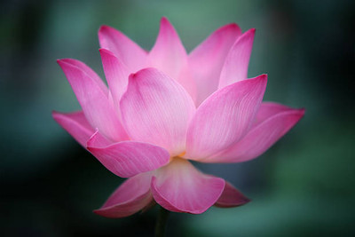 Alkarty lotus,kamal gatta Seed(15 per packet)
