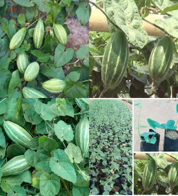 ibains Pointed gourd seeds hybrid biij 32 Seed(32 per packet)