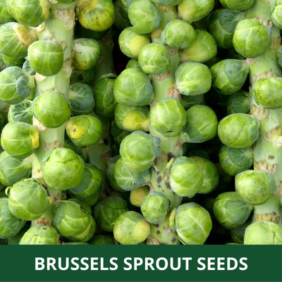 WILLVINE PUAS -VIII Imported Long Island Brussels Sprouts [50g] Seed(15000 per packet)
