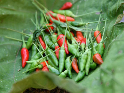 KANAYA Moti Mirch/Pepper Green Hybrid Seed(110 per packet)