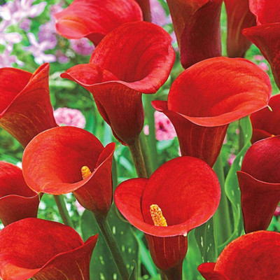 zabbus Calla lily Flower Bulbs for Winter Season Red Seed(1 per packet)