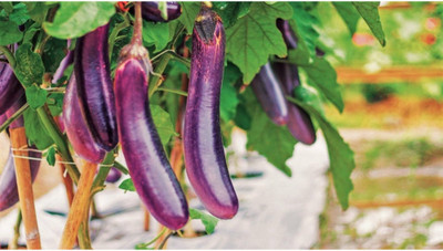 UGRA Aubergine Italian Violet Brinjal Seed(100 per packet)