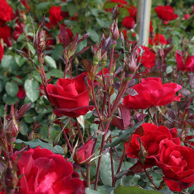VibeX ® XLR-152 Red Rose Seeds Seed(50 per packet)