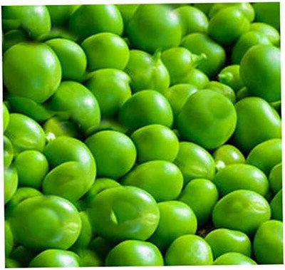 WILLVINE GBPUT-619 Early Alaska Heirloom Pea Seeds Seed(50 per packet)