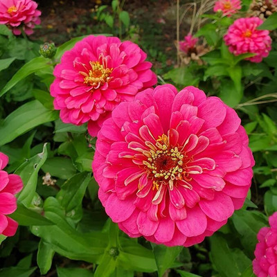 jkfarm Multi color Zinnia Flower Seed(55 per packet)