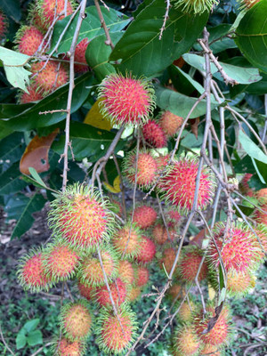 MAA LITCHI,LICHEE,LYCHEE Seed(10 per packet)