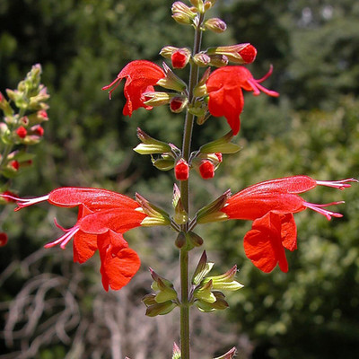 Qualtivate HYB-2A Salvia Coccinea-Blood Sage Seed(100 per packet)