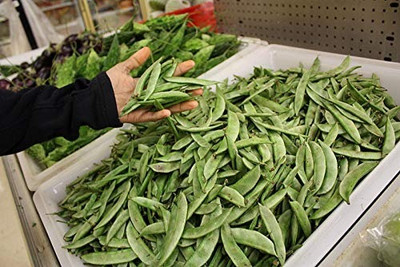 MAA Dolichos, Dolichos Beans Seed(37 per packet)
