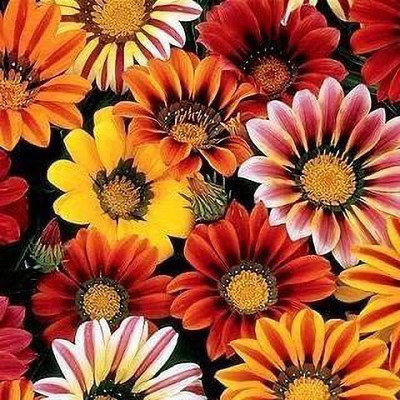 CYBEXIS Giant Series Mix Seeds - Gazania hybrida Seed(1 g)
