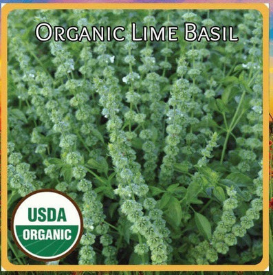 CYBEXIS NBIR-42 - Lemon Basil - Lao Hoary Thai - (4500 Seeds) Seed(4500 per packet)