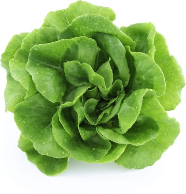 Qualtivate ICRA-7A Lettuce for Planting Seed(300 per packet)