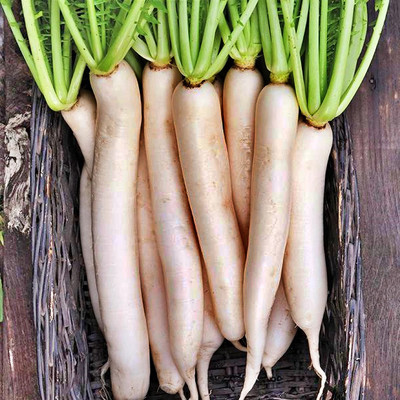VINTI Daikon (Tillage) Radish - Seed Seed(2500 per packet)