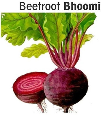 Cloud Farm BEETROOT , CHUKANDAR Seed(250 per packet)