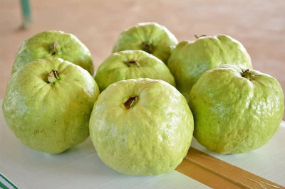 BDSresolve Guava plant seeds PACK OF 39 Seed(39 per packet)