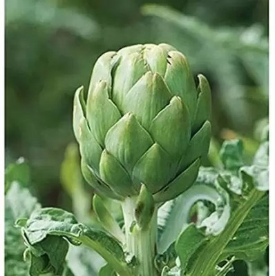 Aro Artichoke Seed(55 per packet)
