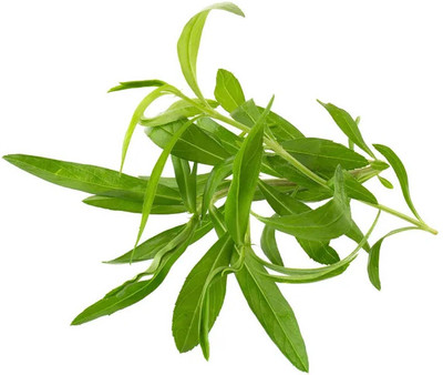 XOLDA Organic terragon herb Seed(35 per packet)
